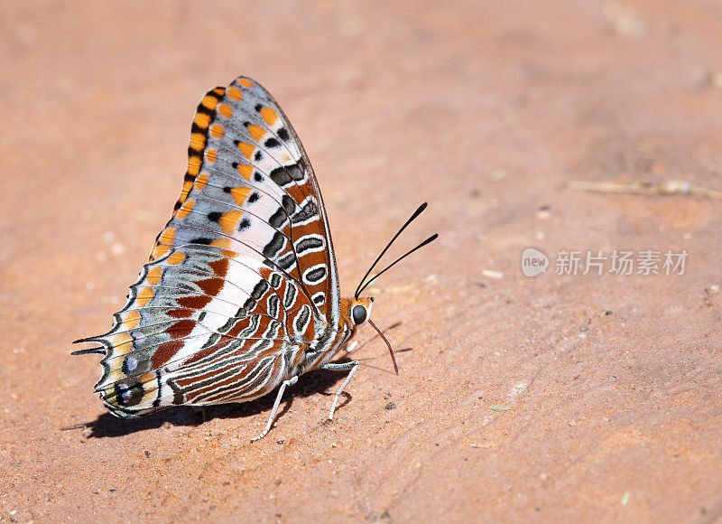 Charaxes jasius，双尾的帕夏或狐狸皇帝